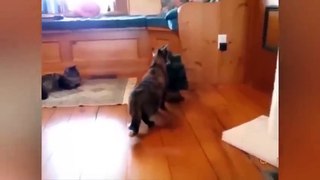Best Crazy Laugh Funny Cats and Dogs
