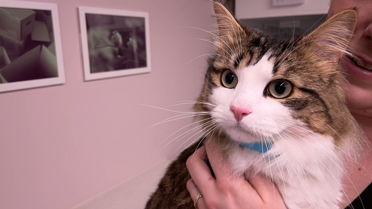 Manchester’s first Veterinary practice just for cats has opened in Withington video Dailymotion