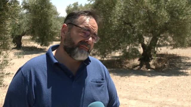 La sequía perjudica la producción de aceite de oliva