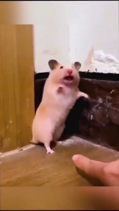 funny animals compilation