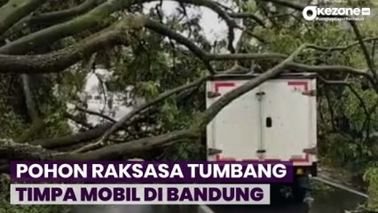 Pohon Raksasa Tumbang Timpa Mobil saat Hujan Disertai Angin Kencang di Bandung