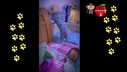 little dog reaction deal to baby like mother