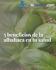 5 beneficios de la albahaca en tu salud
