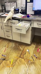 Cacophonous Cockatoo Gets a Little Too Noisy for Work