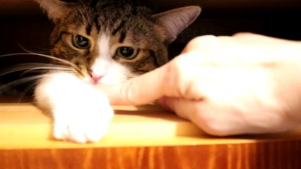 Aggressive Tiger Bites His Owner