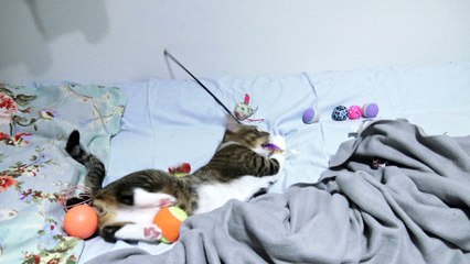 Playful Cat Stalks the Toy