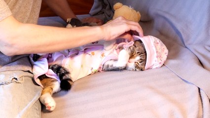 I Am a Baby, Not a Cat