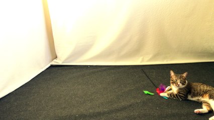 Cat Rips the Feathers from the Toy