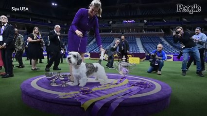 Buddy Holly the Petit Basset Griffon Vendéen Wins Best in Show at the 2023 Westminster Dog Show