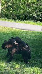 Bear Cubs Play in Front Yard