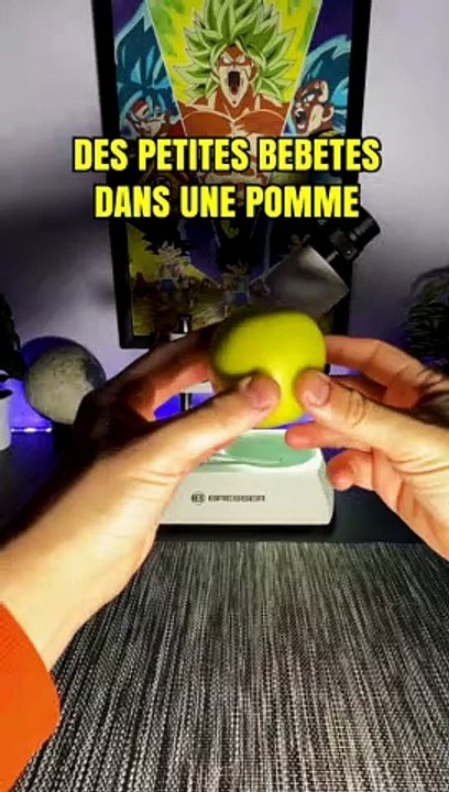 Des petites bêtes dans une pomme