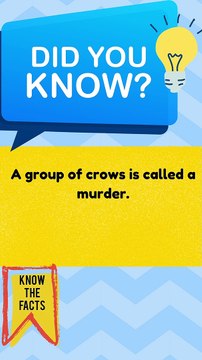 Interesting Facts 3#shorts #shortvideo #facts #trending #entertainment