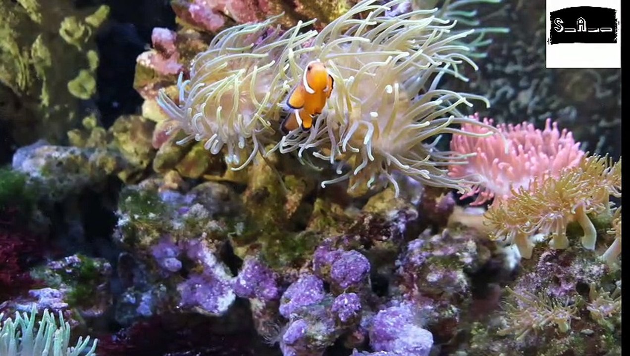 Soft music relaxing music with most beautifull fishis soothing music meditation music sleeping music deep sleep music morning music and yoga music