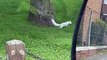 Rare Albino Squirrel Sighting