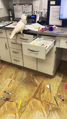 Cacophonous Cockatoo Gets a Little Too Noisy for Work