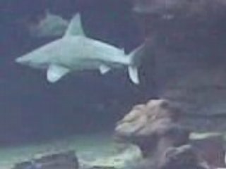 Aquarium Mare Nostrum à Montpellier