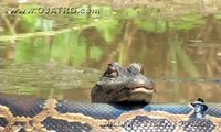 Un crocodile dort sur le dos d'un python