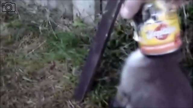 Un bébé renard a la tête coincée dans une boite de conserve