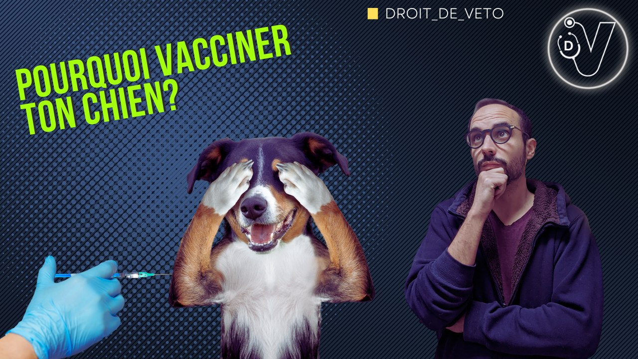 Pourquoi vacciner ton chien
