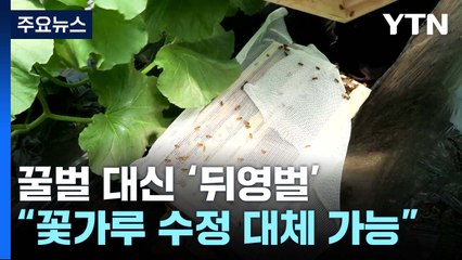 실종된 꿀벌 대신 '뒤영벌'..."멜론 꽃가루 수정 대체 가능" / YTN