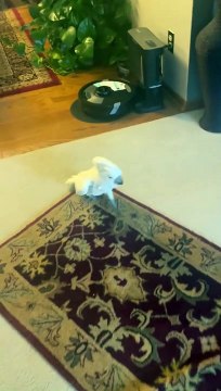 Cockatoo Acts Like Dog and Barks at Delivery Driver