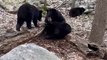 Mother Bear Watches Her Cubs Play