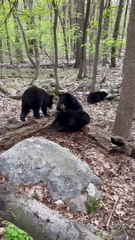 Mother Bear Watches Her Cubs Play