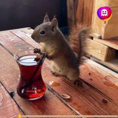 Sincap Çayı içti, serpme kahvaltıyı yedi, arabayla gezdi… Benden iyi yaşıyor