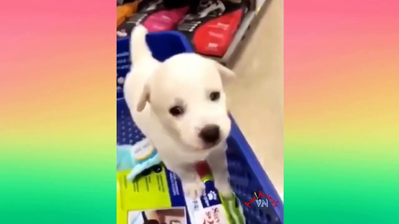 Funny Cats 5 Minutes Videos of Dogs' Funny Behavior Make You Laugh Out Loud
