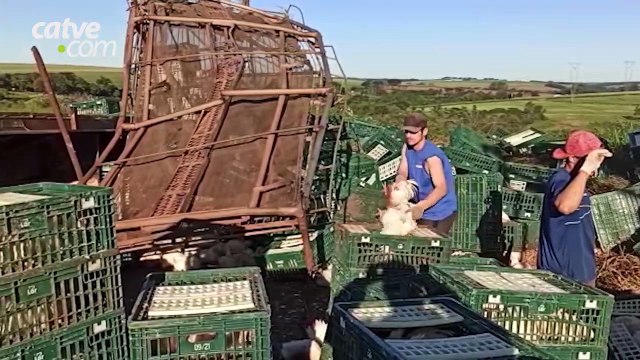 Caminhão carregado com frangos vivos tomba na BR 467