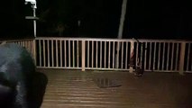 Black Bear visite le porche dans la nuit Buzz Buddy
