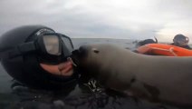 Plongée avec tuba avec des lions de mer en Argentine