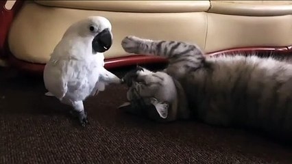 Lien improbable entre un chat et un cacato