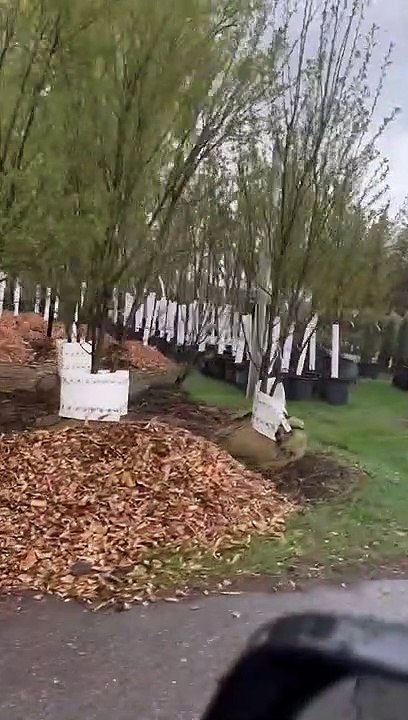 Anumages d'orignal sur les arbres à la pépinière de plantes