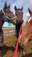 S'il te plait ne me quitte pas