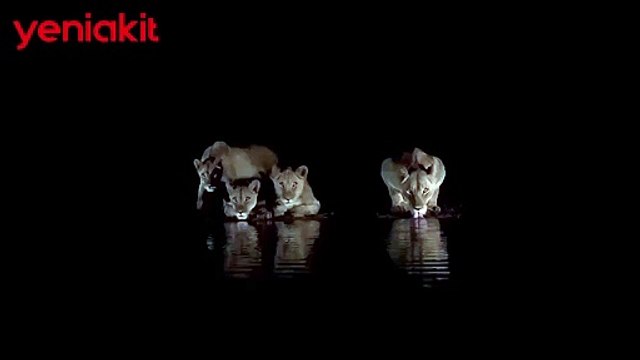 Korku dolu anlar! Aslan sürüsü ile karşı karşıya