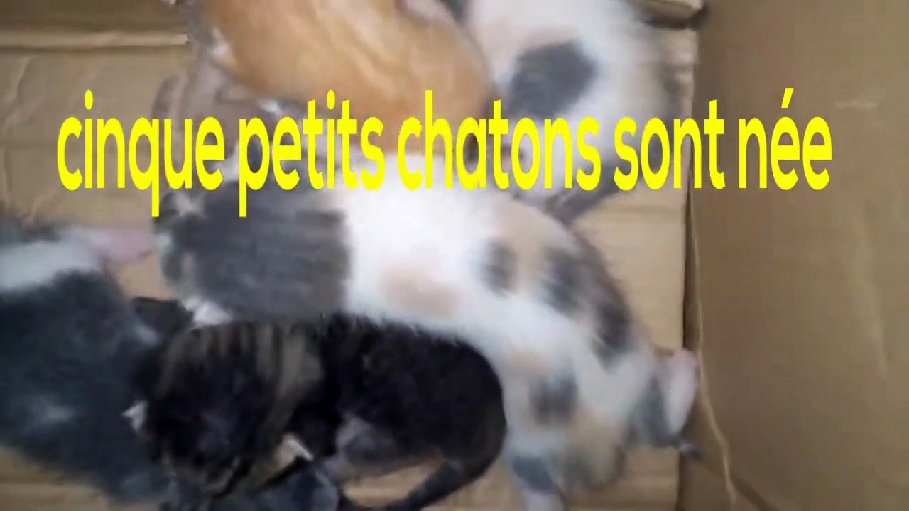 chatons nouveau-nés