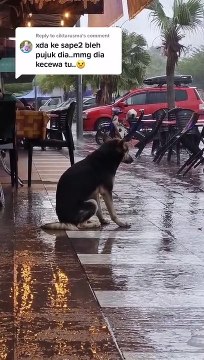 Perrita se reencuentra con su dueña después de varios meses