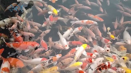 mqn-¿Pagaría usted hasta dos millones de colones por un pez- Estos coleccionistas lo hacen-100523