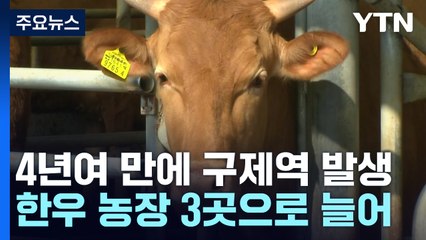 4년 만에 구제역 발생...한우 농장 3곳으로 늘어 / YTN