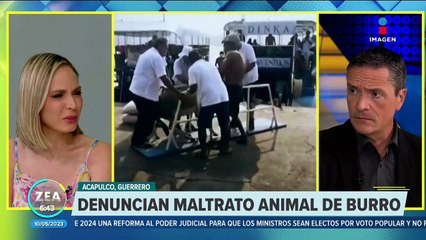 Denuncian maltrato a burro en Acapulco, Guerrero