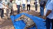 रणथम्भौर के दो बाघ बाघिन जिन्हें 6 बार किया टे्रकुंलाइज,दोनों की मौत