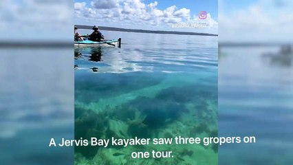 Blue gropers in Jervis Bay | May 2023 | South Coast Register