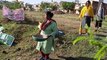 नीमच में संजीवनी तालाब में पसरी जलकुंभी को हटाने चला पत्रिका अमृतं जलम् अभियान