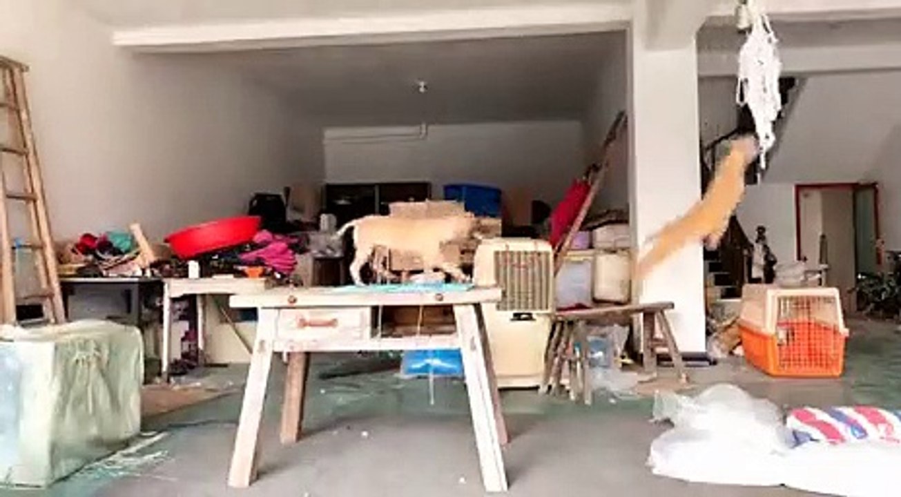 Also dogs play