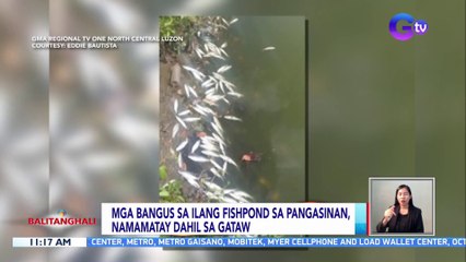 Mga bangus sa ilang fishpond sa Pangasinan, namamatay dahil sa gataw | BT
