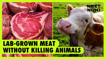 Lab-grown meat without killing animals | Next Now