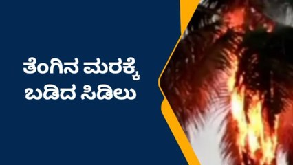 ದಾವಣಗೆರೆ: ತೆಂಗಿನ ಮರಕ್ಕೆ ಸಿಡಿಲು ಬಡಿದು ಹೊತ್ತಿ ಉರಿದ ಮರ