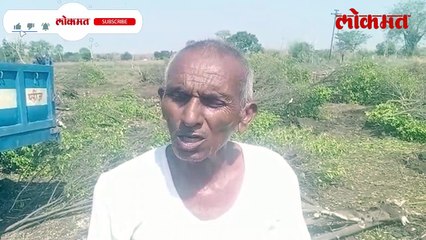कष्टानं झाडं वाढवली.. अखेर शेतकऱ्यावर ‘ही’ वेळ आली