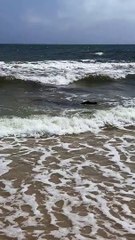 Praia ou Zoo? Turistas surpreendidos por crocodilo em praia